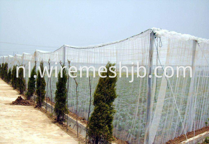 Anti Insect Screen